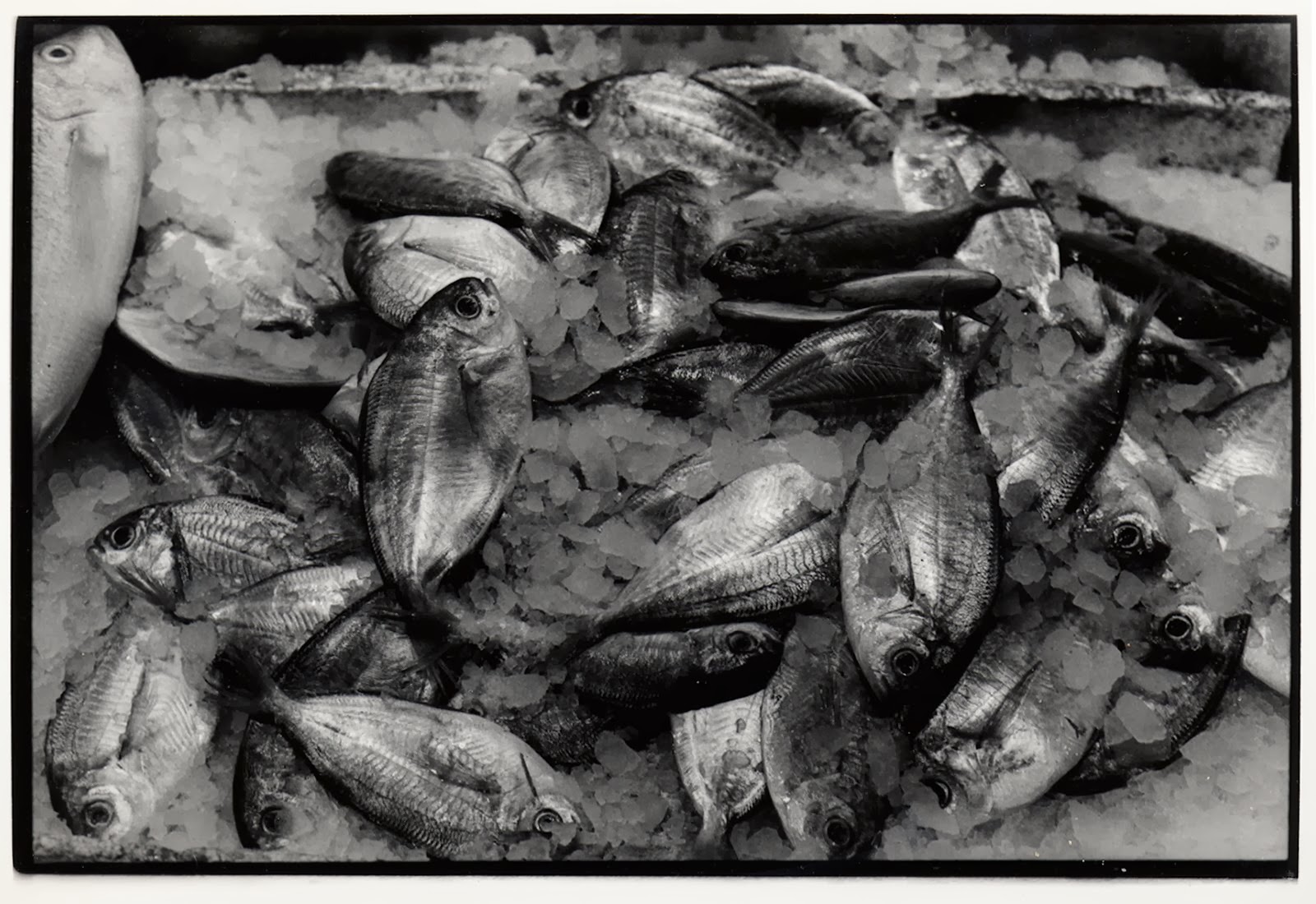 [fish.jpg]