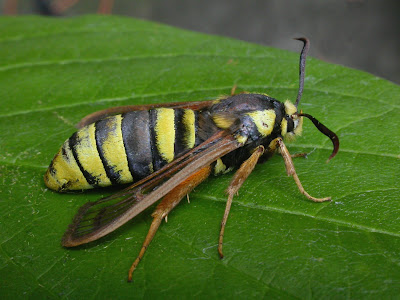 Sesia+apiformis+-+Hornet+Moth.jpg