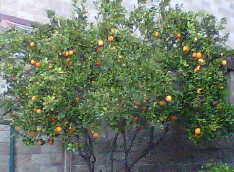 [IMG00026-20100306-1705.jpg]