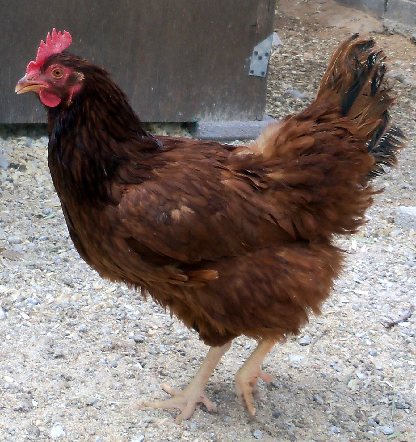 Hope, Mature rhode island red hen remarkable, very Are not Mature rhode island red hen