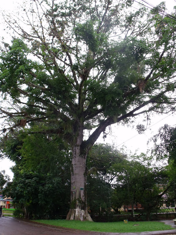 Ceiba