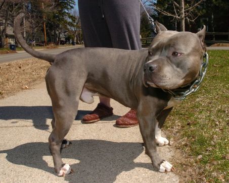 Pit Bull Pit Bull