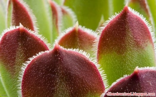 red green plants