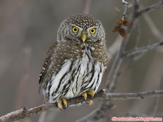 owl