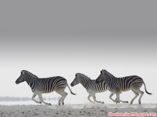 zebras