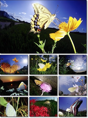 [Butterflies_Wallpapers_1920x1200_Pack.jpg]