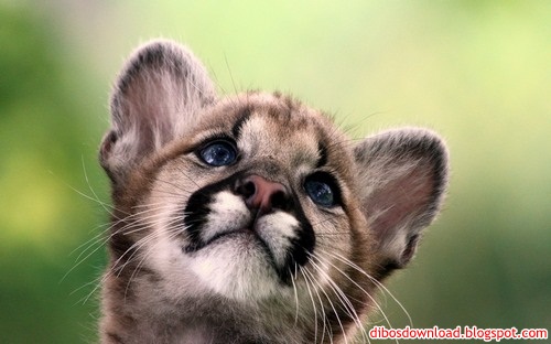 hd widescreen wallpapers. hd widescreen wallpapers. hd widescreen wallpapers.
