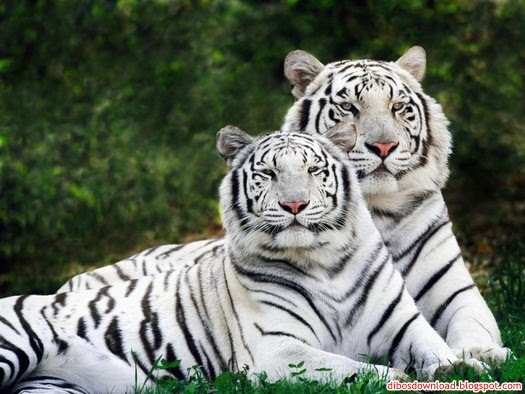 white tiger