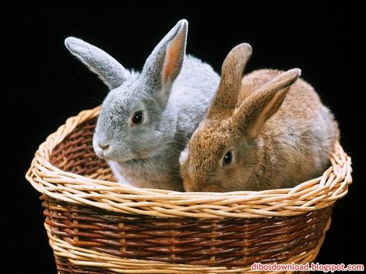 rabbits in a basket