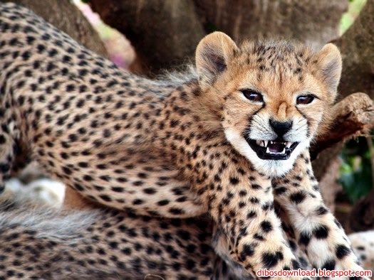cheetah cub