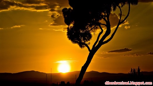 sunset and tree