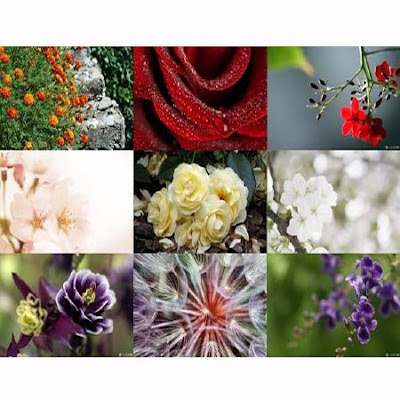 wallpaper flowers free download. dresses Wallpapers · Flowers