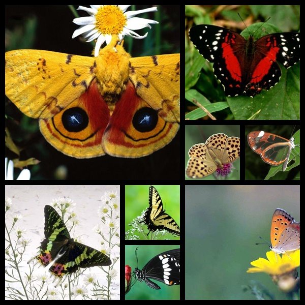 butterfly wallpapers. Butterfly Wallpapers Pack