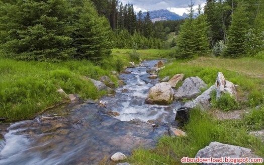 flowing river in the forest