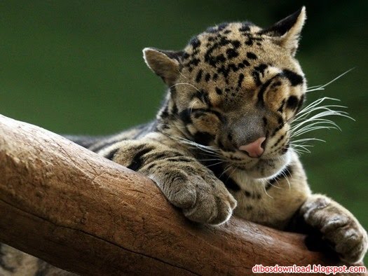 tiger cub