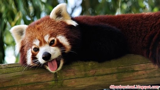 remove language which martens