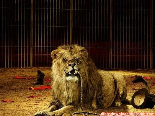 the lion has eaten