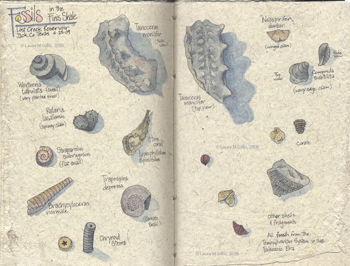 [Fossils.jpg]
