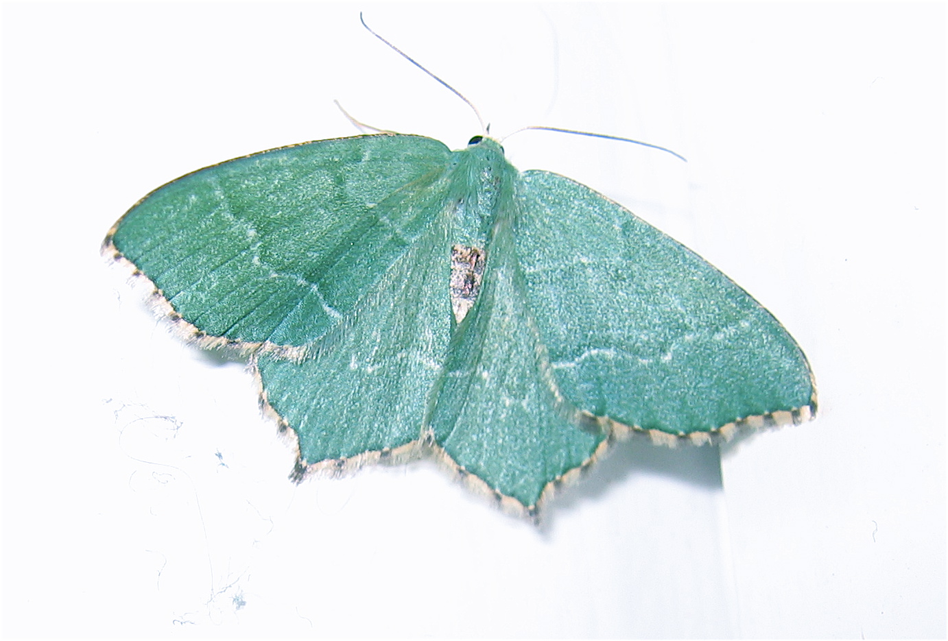 [moth.JPG]