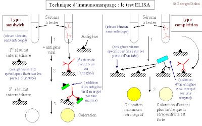 ELISA SIDA elisa sida: