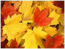[fall.jpeg]