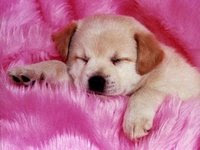 Perro Dormido