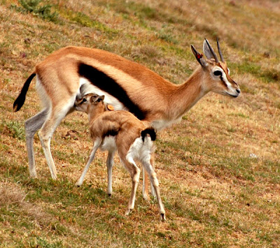 videos of deers stills