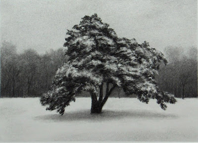 Winter pine Winter Pine