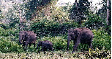 Elephants-Bandipur National Park Elephants-Bandipur National Park