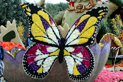 Butterfly Butterfly