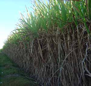 Jamaican Sugar Cane