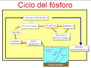 ciclos del fosforo