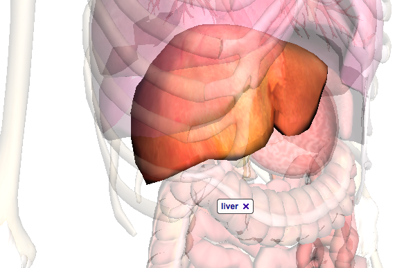 circulatory system diagram not digestive system diagram unlabeled. circulatory system diagram not