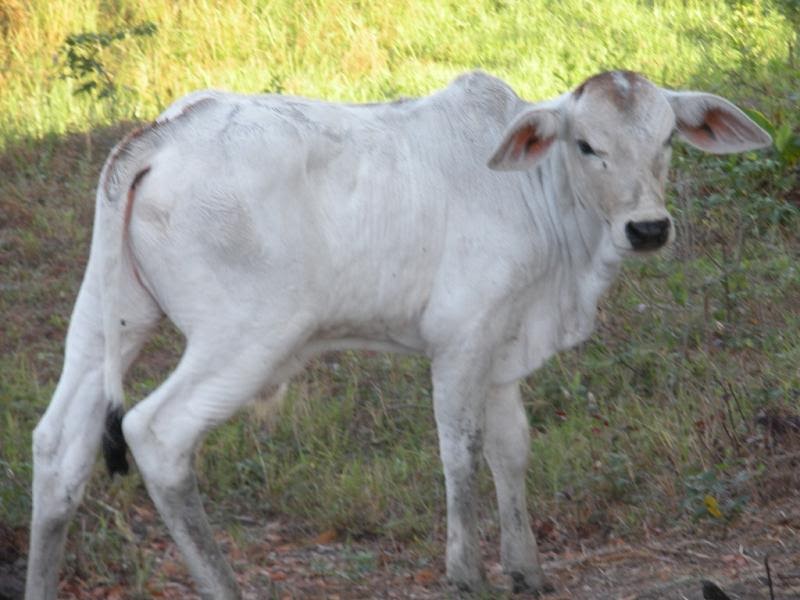 Philippines Cattle Raising Cattle Pictures February 2010