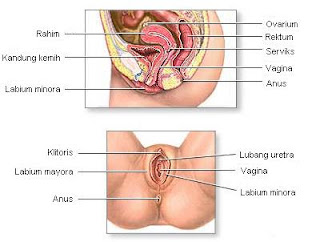 Bentuk+rahim+wanita