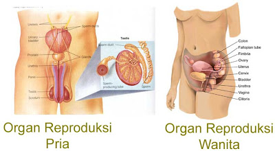Sistem Reproduksi Manusia
