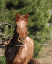 Our Horses