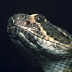 Snakes Wallpapers