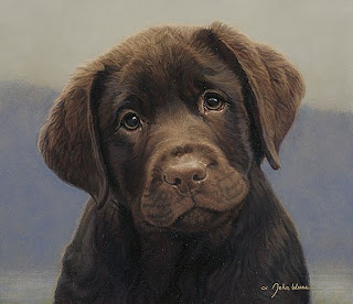 weiss+-+chocolate+lab+puppy.jpg
