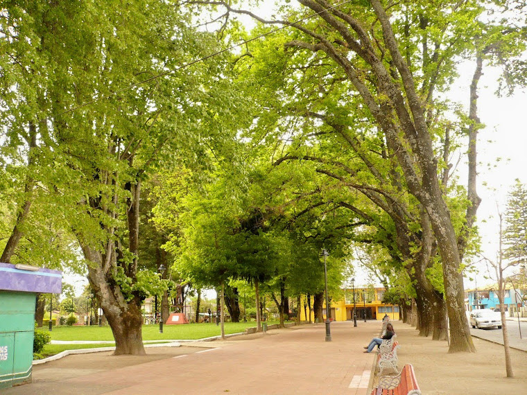 Bulnes, ciudad de las Camelias