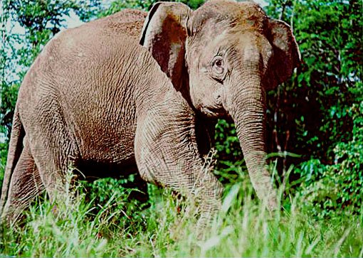 Gajah Borneo / Borneo Elephant
