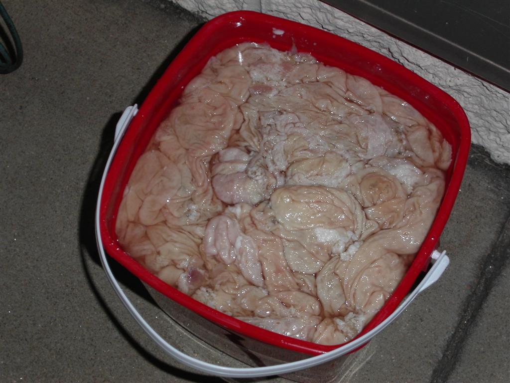 [chitlins01large.jpg]