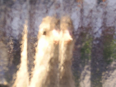 What are you looking at? Bird through frosted glass.