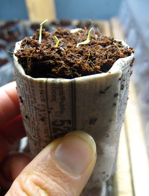 seedling pots