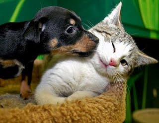 [CAES_GATOS1.jpg]