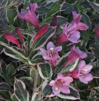 bron:www.warwick-gardens.com