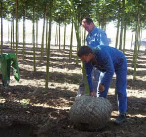 bron:www.tuinbouw.nl