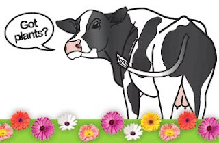 bron:www.cowpots.com