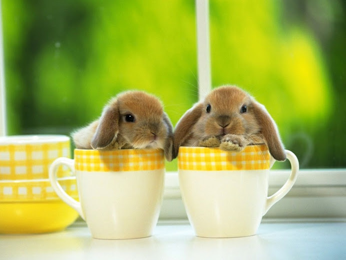 Alimentos y accesorios para Conejos