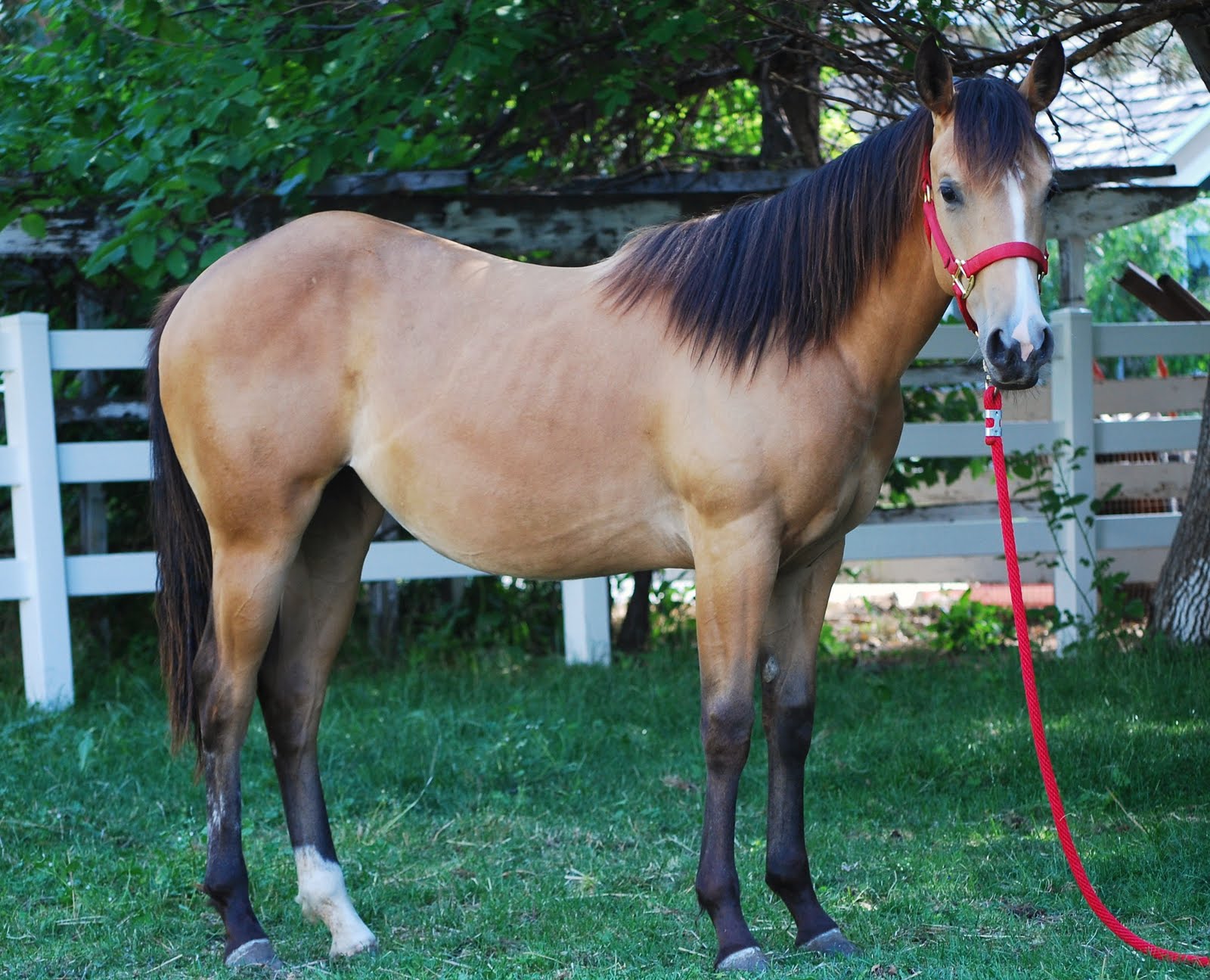 Roan River Ranch Quarter Horses 09 Reining Bred Buckskin FillySold